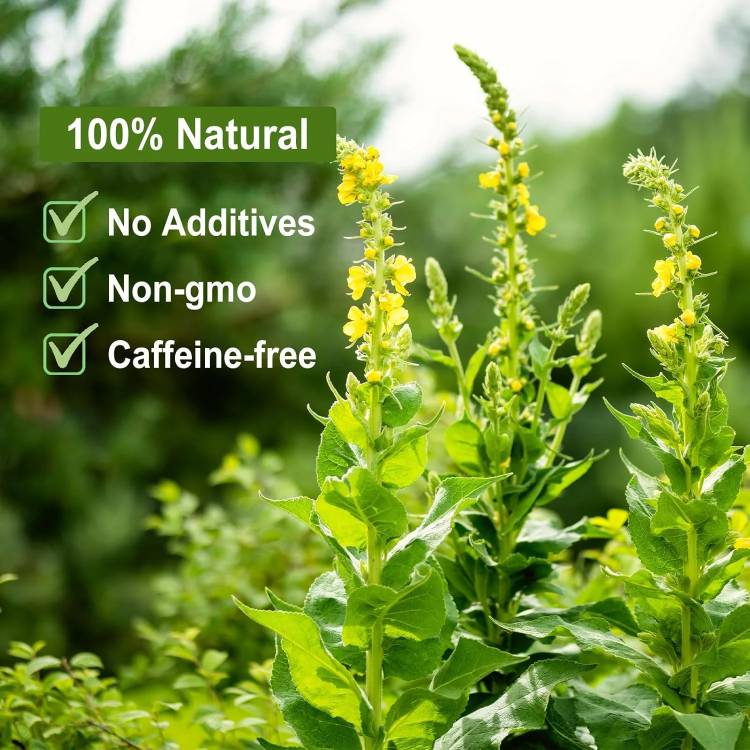 Lung-Loving Herbal Tea - Image 5